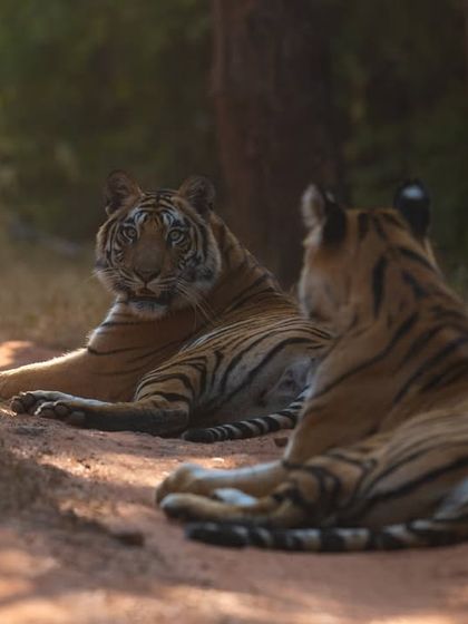 Dotty and her daughter resting on the track, a quiet moment in the life of this tiger family.