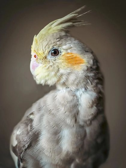 A slightly different angle of Momo, showing off his curious head tilt. Even small changes in posture can reveal so much about a bird's personality.