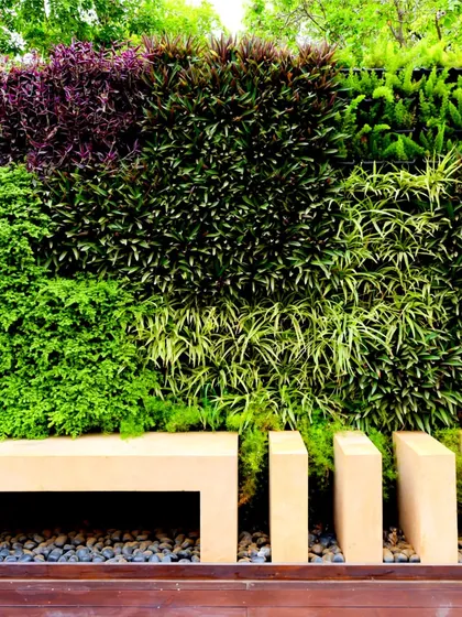 A vibrant living wall with a mix of green, purple, and light-green foliage, creating a rich tapestry of color and texture. A simple bench is placed in front, making it a beautiful and restful spot to sit.