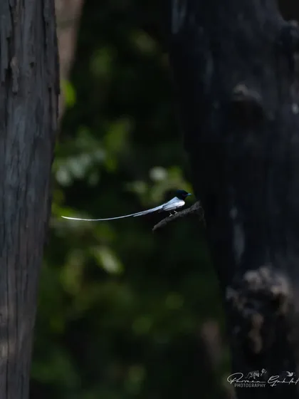 A male Indian Paradise Flycatcher (white morph) with its incredibly long tail, seen through a gap in the trees.