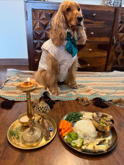Posto looking dapper in his shirt and bow tie, sitting patiently beside his special meal.
