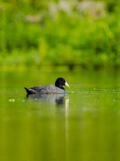 A Eurasian Coot swims in a pond, its dark body and white bill standing out against the bright green water.