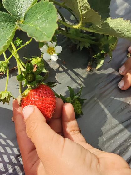 Earthlings Early Years - Preschool & Daycare Learning in Nature's Classroom photo 15