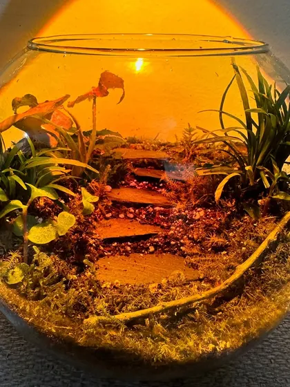 The same client's DIY terrarium seen under a warm light, which gives it a magical, sunset glow. It's amazing to see the beautiful landscapes my clients create.