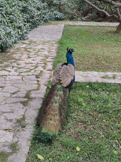 This is a peacock in his new attire after moulting his long feathers at the end of the breeding season in July. He looks quite different without his grand train, but he is still a king, getting ready for the next season to begin.