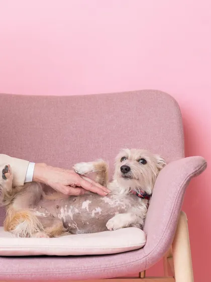 At the Paws Up Grooming launch, I captured candid moments of pets being pampered. This little one is clearly enjoying a good belly rub on the pink chair. These shots show the caring and gentle service the salon provides.