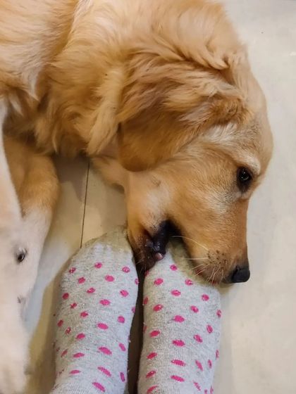 Aditi - In-Home Pet Sitting Meet the Whole Gang photo 11