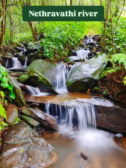 The Nethravathi river flowing over rocks in a dense forest, a serene and beautiful sight.