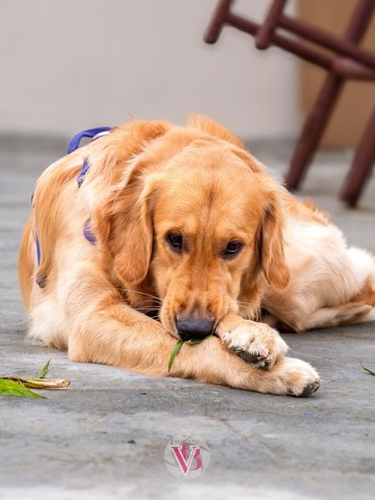 Asher looking contemplative while playing with a leaf.
