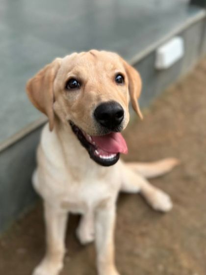 The happy face of puppy Coco, a spunk-filled Labrador who wins hearts with her cheerful disposition.