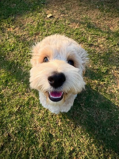 The happiest face! Goldie is all smiles during his time with us.
