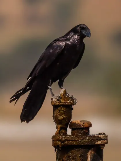 Another shot of the Punjab Raven, showing its heavy bill and glossy black plumage.