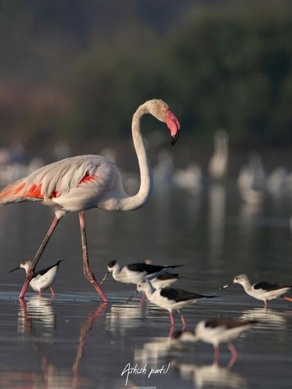 A Greater Flamingo, the 'Bigboss', confidently strides through the water, surrounded by smaller Black-winged Stilts. This shot highlights the scale and diversity of birdlife in our local wetlands.