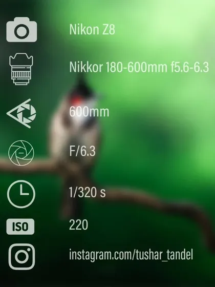 The settings behind my portrait of the Red-whiskered Bulbul.