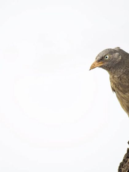 The Avian World: Portraits of Indian Birds photo 41