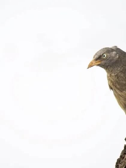 A Jungle Babbler, one of the "Seven Sisters," known for moving in noisy flocks. This high-key shot was taken in my native village, a place that continues to inspire my photography.