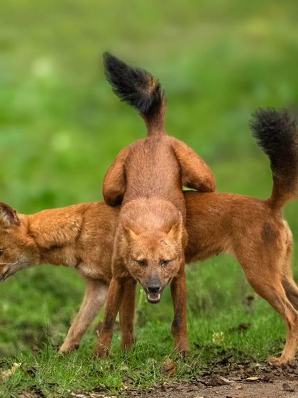 Dholes are known for their playful energy. This series captures some of their "acrobatics" in Nagarahole Tiger Reserve, showing them leaping and tumbling over each other in a display of agility and social bonding.
