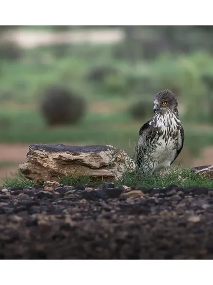 A Short-toed Snake Eagle with its piercing eyes, photographed at ground level. The low angle gives the bird a more imposing and majestic look.