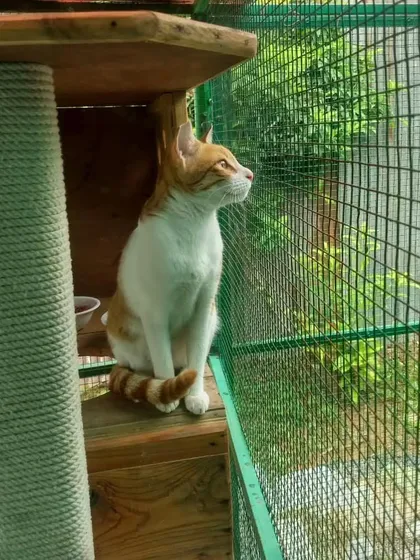 We have a special place for our feline friends too. Our cattery is a calm and cozy retreat, giving them a private and stress-free space to chill out while you're away.