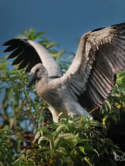 "I saw a snail, it was THIS BIG!" An Asian Openbill with its wings spread wide. Their unique bill is specially adapted for eating snails, their primary food source.