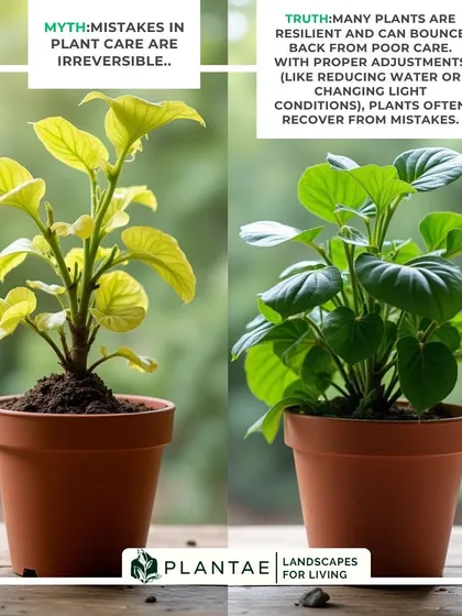 Many people believe a sick plant is a lost cause, but that is often not true. This image shows the recovery of a plant that was struggling, demonstrating how adjustments in watering, light, and care can bring it back to full health. I specialize in diagnosing and reviving plants.