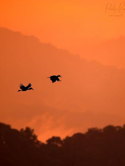 A pair of hornbills silhouetted against a fiery orange sunset, a classic and beautiful end to a day of photography.