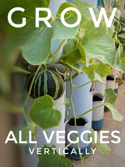 You can grow all sorts of vegetables vertically. This image shows a tinda (apple gourd) growing beautifully out of a vertical tower, proving the system's versatility.