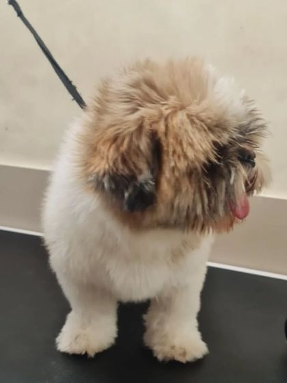 Another angle of this Shih Tzu waiting for its transformation. Patience and a calm environment are key.