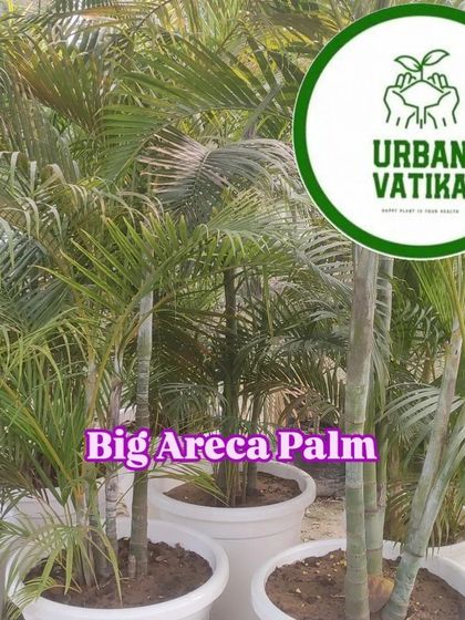 A beautiful, big Areca Palm in a large white pot, ready for a client's home.