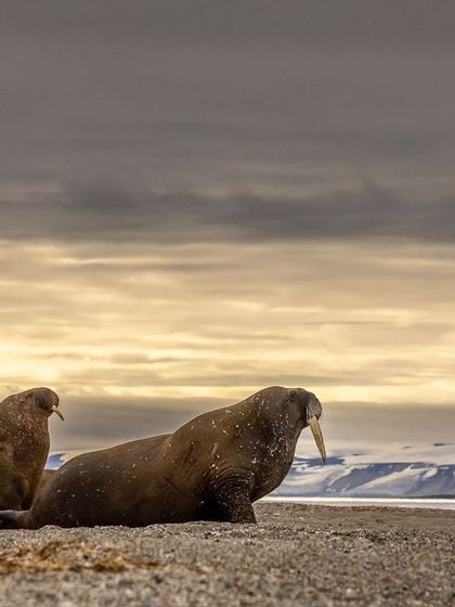 Two walruses on the shore against a moody, dramatic sky, showcasing the rugged beauty of their coastal habitat.