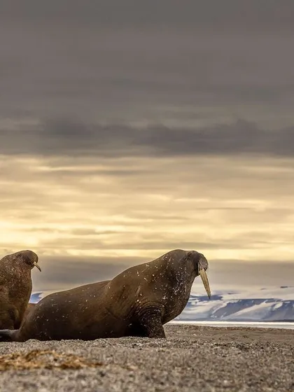 Two walruses on the shore against a moody, dramatic sky, showcasing the rugged beauty of their coastal habitat.