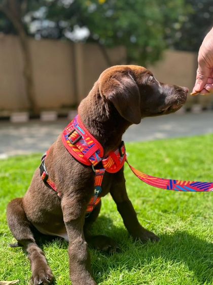 Zoella Dog Training - Puppy Foundation Training Welcome to the Pack! photo 18