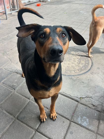 Road To Trail Club - Road Running Coaching (10k to Marathon) Our Pack: The Dog-Friendly Running Club photo 21