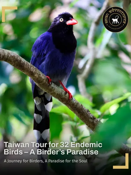 A poster for our 10-day Taiwan tour, highlighting the iconic Taiwan Blue-Magpie. This tour is a must-do for passionate birders, offering rare encounters in breathtaking landscapes.