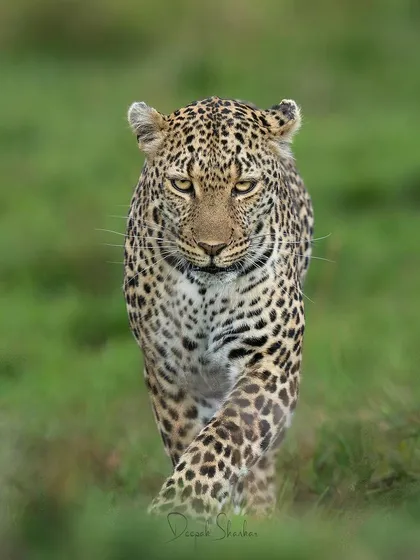 A leopard's gaze is mesmerizing. This head-on shot, with its intense eye contact, feels like a direct connection to the animal's soul. I teach my students how to position themselves for these powerful, story-filled portraits.