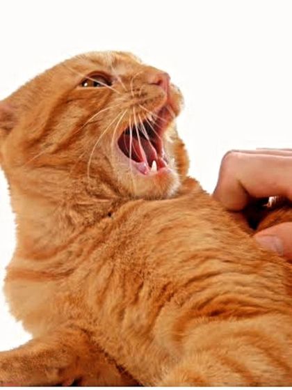 Furrybells Pet Grooming - Pet Grooming (Dogs & Cats) A Day at the Salon photo 4