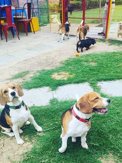 A Beagle duo waiting patiently for treats. Their expressions, one serious and one mid-sneeze or smile, perfectly capture their fun personalities.