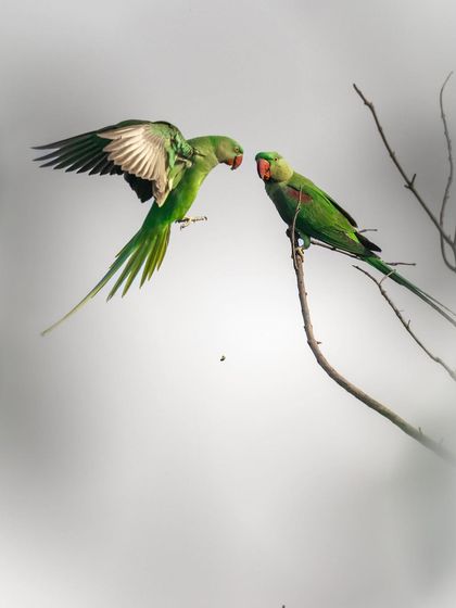 A male Alexandrine parakeet approaches a female in a courtship ritual. The high-key background isolates the birds, focusing the viewer's attention on their interaction and vibrant green plumage. Capturing these behaviors requires a lot of patience.