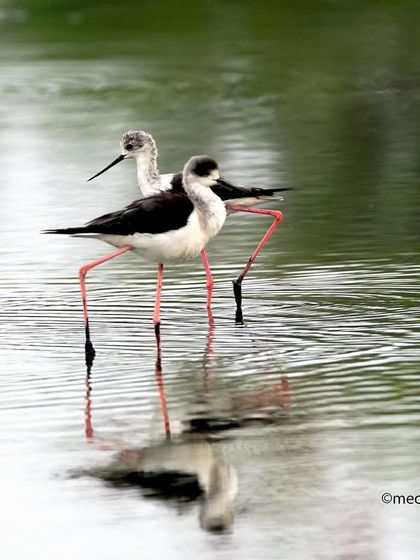 The synchronization between these two Black-winged Stilts was amazing to watch. They moved together in perfect harmony, their long legs creating a beautiful, dance-like pattern in the water.