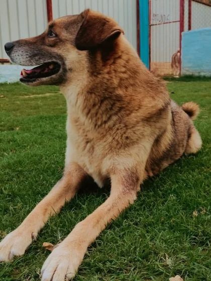 An Indie dog enjoying a quiet moment in one of our play areas. We provide a balanced day of activity and rest for all our guests.