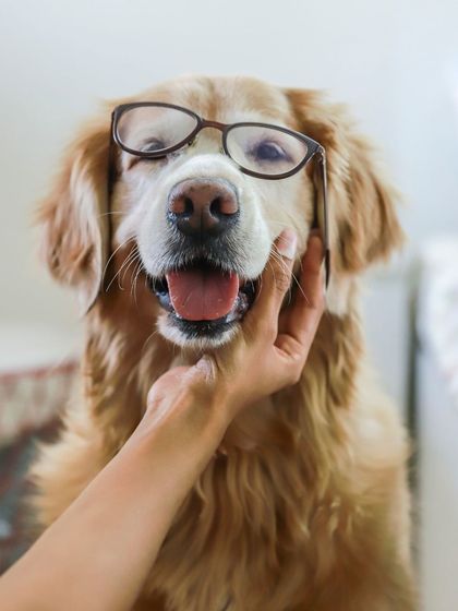 WoofWoof Stories - Pet & Family Photography Studio Paw-traits photo 10