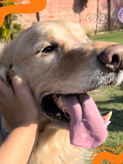 A close-up of a Golden Retriever enjoying a gentle pet. The look of pure contentment on its face is why we do what we do.