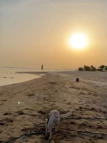 Confident Dogs - Canine Behavior Modification Real Dogs, Real Transformations photo 48