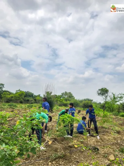 Students spread out across the hilly terrain, each contributing to the large-scale afforestation effort. This experience teaches them about the scale of conservation work.