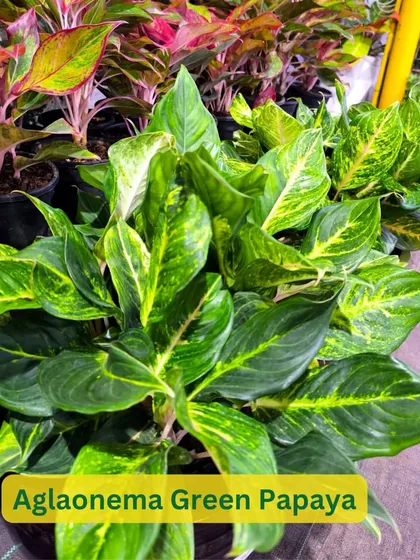 The Aglaonema Green Papaya offers a classic look with its rich green leaves variegated with lighter shades. It's a hardy plant that adapts well to different indoor environments.