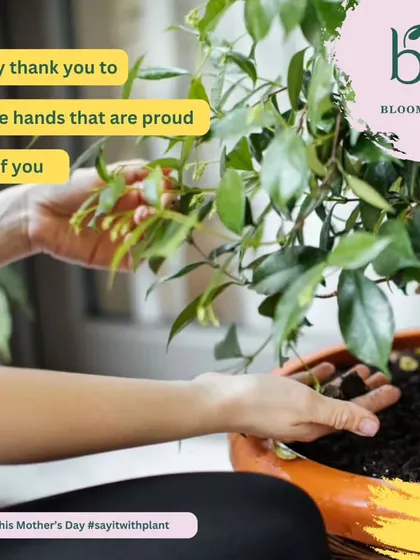A plant is a beautiful way to say thank you to the people who help us grow. This image captures the spirit of my Mother's Day gifting service, offering a living, lasting tribute to the mothers and caregivers in our lives.