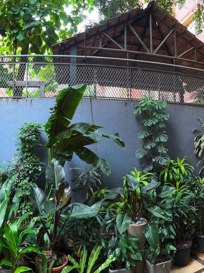 Even in a compact area, we can create a dense, jungle-like feel. This part of a wraparound garden features a rich mix of potted plants with different leaf shapes and shades of green.