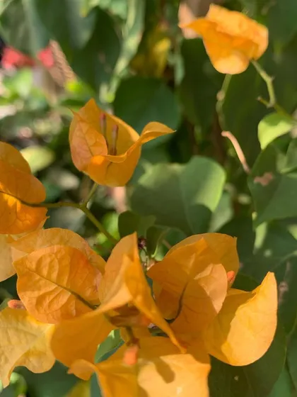 The papery, golden-yellow bracts of a Bougainvillea, a classic choice for sunny and vibrant Indian gardens.