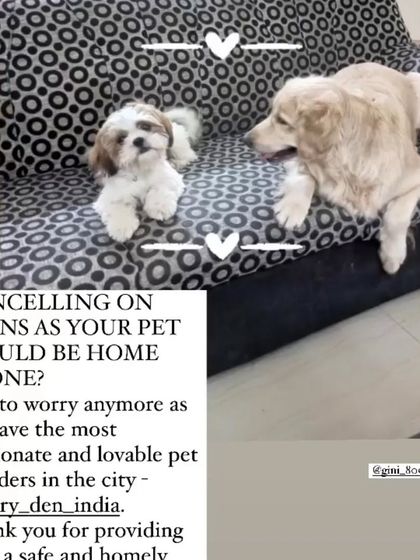 FurryDen - Home Dog Boarding Words from Our Happy Pet Parents photo 12