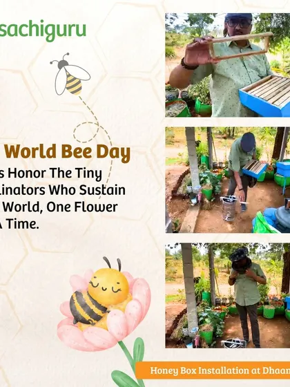 A co-farmer installing a honey box at Dhaanvi farms to attract pollinators and support biodiversity.